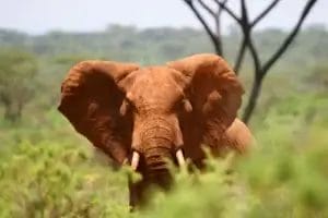 Elephant on a game drive from Lentorre Lodge in Olkirimatian Conservancy in Kenya