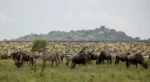 A massive herd of wildebeest sweeping the great plains in the Serengeti ,Tanzania at Nimali Central Serengeti Camp
