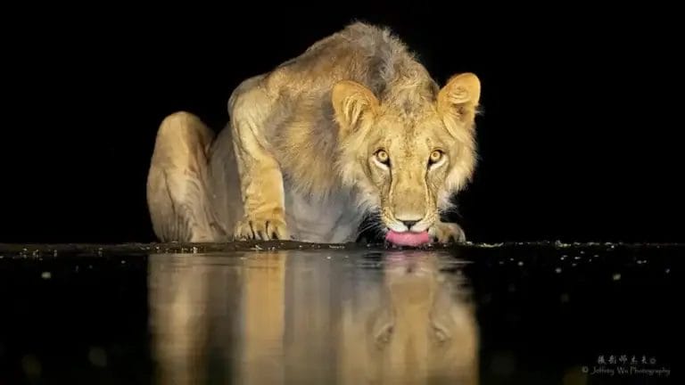 Lion drinking in the night at Lentorre Lodge photo credit Jeffrey Wu Photography