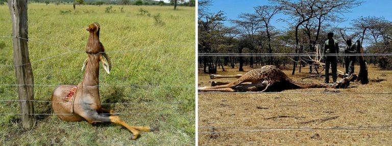 Wildlife killed by fences outside the Conservancies