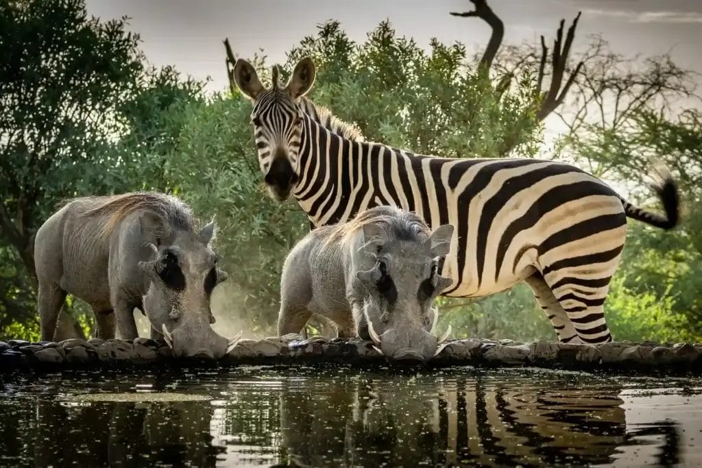 Zebra and warthogs drinking from the waterholel at Lentorre Lodge in Kenya