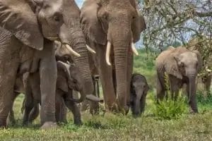 A herd of Elephants in the grass in Selenkay Conservancy Kenya. Photo credit Julie Roggow.