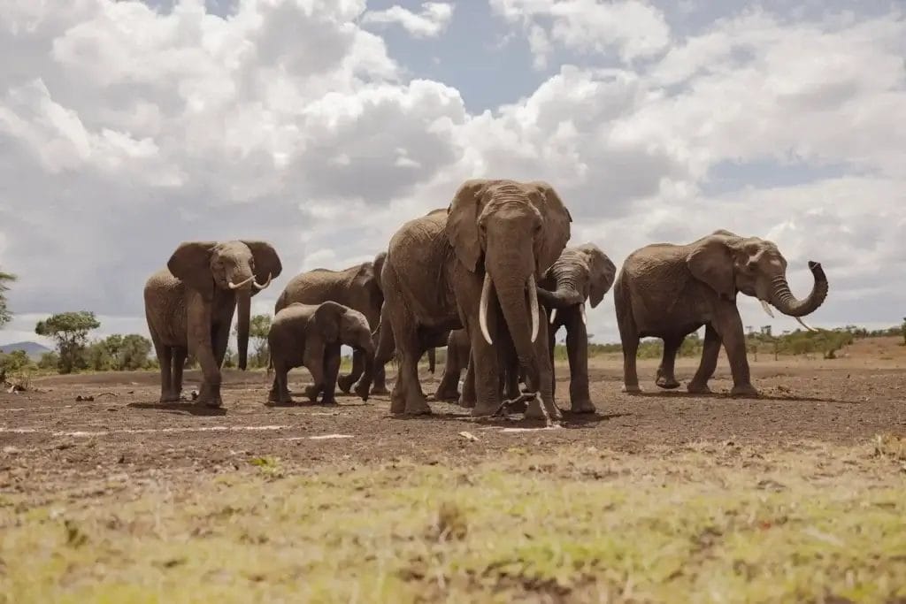 Family group of Elephants in Ol Pejeta Conservancy. Photo credit Tomas Rodriguez
