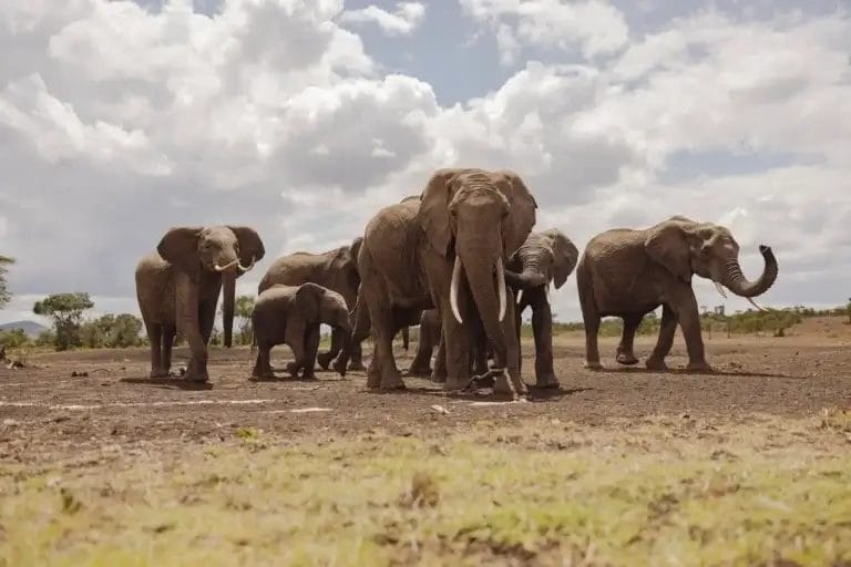 Family group of Elephants in Ol Pejeta Conservancy. Photo credit Tomas Rodriguez