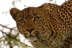 Fig the Leopard in a tree in Olare Motorogi Conservancy in Kenya.