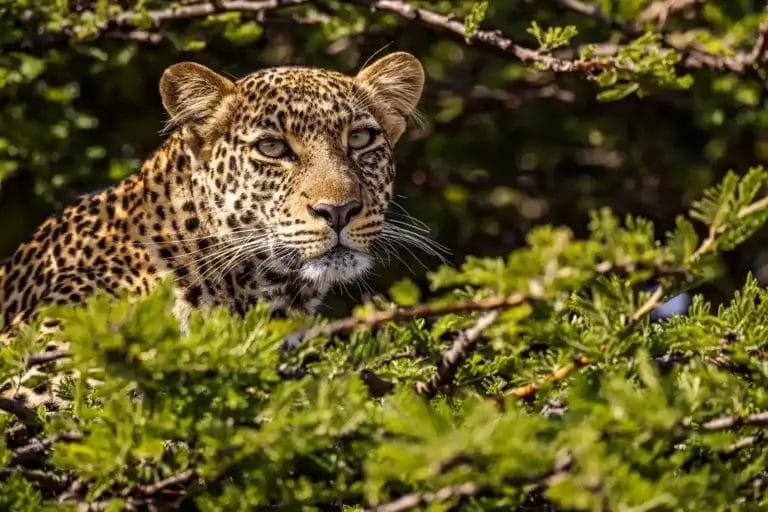 Leopard in the tree in Olare Motorogi Conservancy in Kenya, Photo credit Tomas Rodriguez
