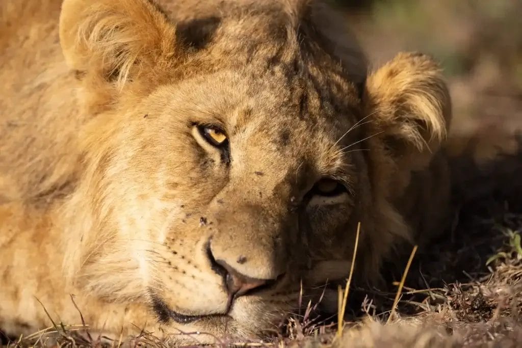 Female lion in Ol Pejeta Conservancy. Photo credit Tomas Rodriguez