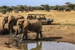 Safari vehicle with two Elephants drinking in Selenkay Conservancy in Kenya. Photo credit Aman Gandhi.