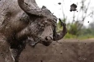 Cape Buffalo shakes mud off its self at Porini Rhino Camp in Ol Pejeta Conservancy Kenya. Photo credit Julie Roggow.