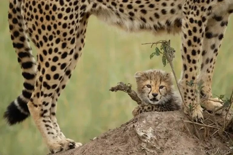 Mother & her Cheetah cub in the grass, taken on a grave drive from Porini Lion Camp, in Olare Motorogi Conservancy in Kenya, Photo credit Sara Jenner