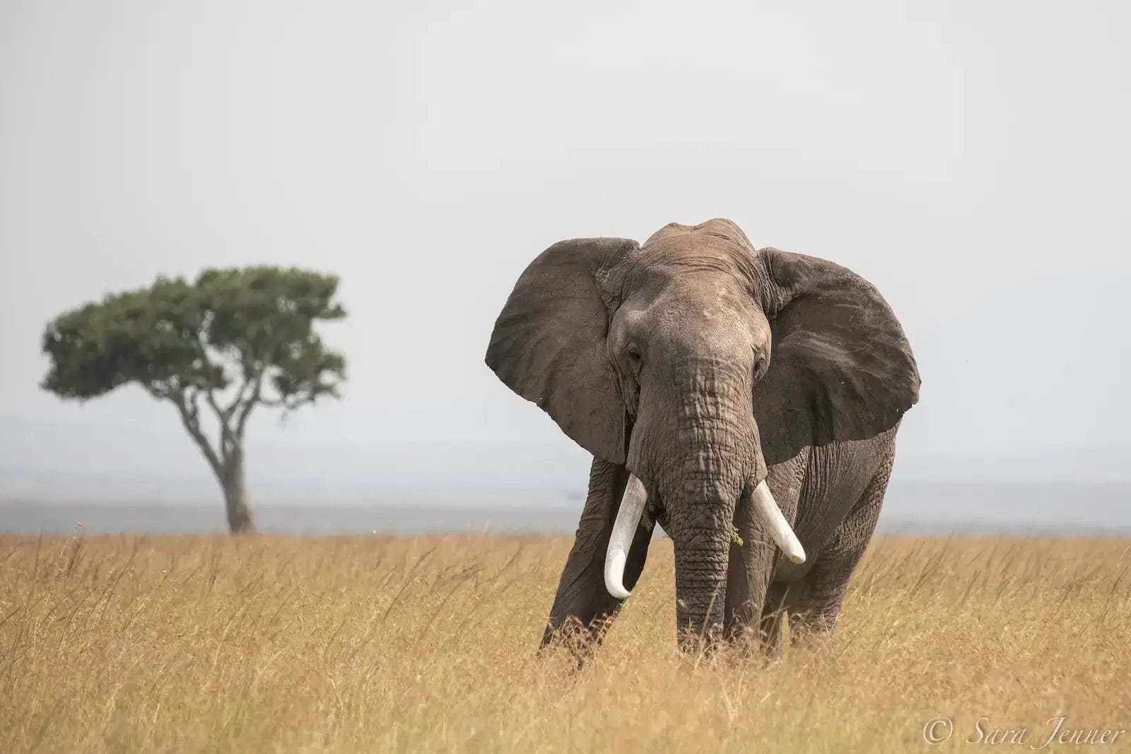 Lone elephant in the foreground with an acacia tree behind, taken on a grave drive from Porini Lion Camp, in Olare Motorogi Conservancy in Kenya, Photo credit Sara Jenner