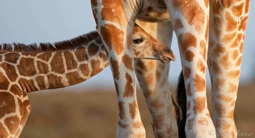 Young Giraffe pokes head through Mother's legs in Ol Pejeta Conservancy in Kenya, Photo credit Sara Jenner