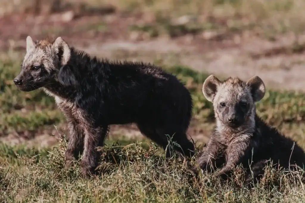 Two hyena cubs in Ol Pejeta Conservancy. Photo credit Misha Martin