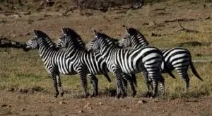 A decorative image showing four zebras in the foreground. Photo credit Laura D