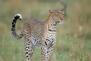 Leopard in the grass in Olare Motorogi Conservancy in Kenya. Photo credit Lou Waldock