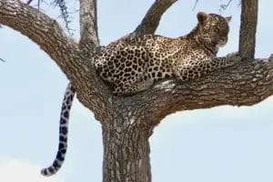 Leopard in a tree.Taken on safari at the Porini Camps in Kenya. Photo credit Irene Brennan.