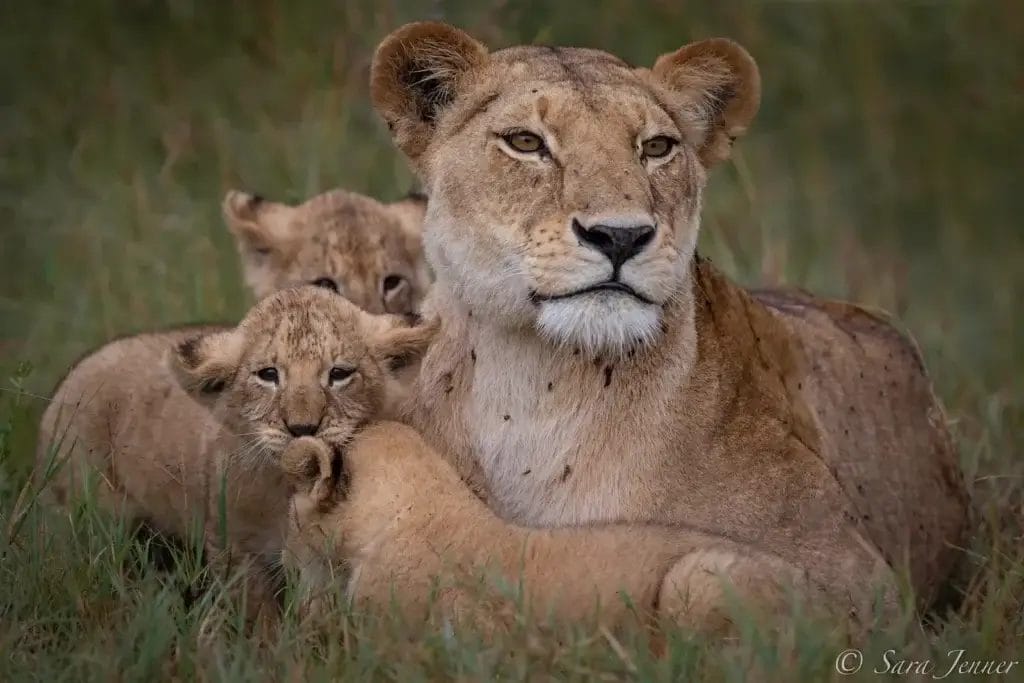 Mother & her lion cubs in the grass, taken on a grave drive from Porini Lion Camp, in Olare Motorogi Conservancy in Kenya, Photo credit Sara Jenner | Gamewatchers Safaris Mother & her lion cubs in the grass, taken on a game drive from Porini Lion Camp, in Olare Motorogi Conservancy in Kenya, Photo credit Sara Jenner
