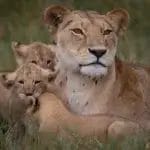 Mother & her lion cubs in the grass, taken on a game drive from Porini Lion Camp, in Olare Motorogi Conservancy in Kenya, Photo credit Sara Jenner