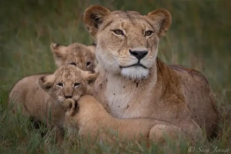 Mother & her lion cubs in the grass, taken on a game drive from Porini Lion Camp, in Olare Motorogi Conservancy in Kenya, Photo credit Sara Jenner