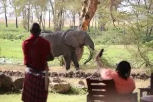 Maasai Huide and guest observe an elephant from Amboseli Serena Lodge
