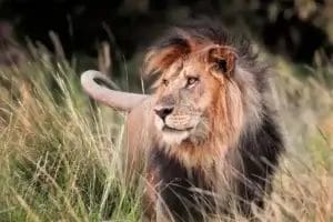 Male Lion in the grass in Olare Motorogi Conservancy in Kenya. Photo credit Lou Waldock