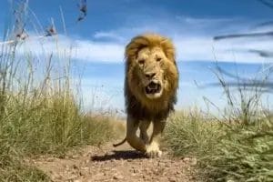 Male Lion walking towards the camera. Taken on safari at Porini Camps. Photo credit Siddharth Ramaswamy