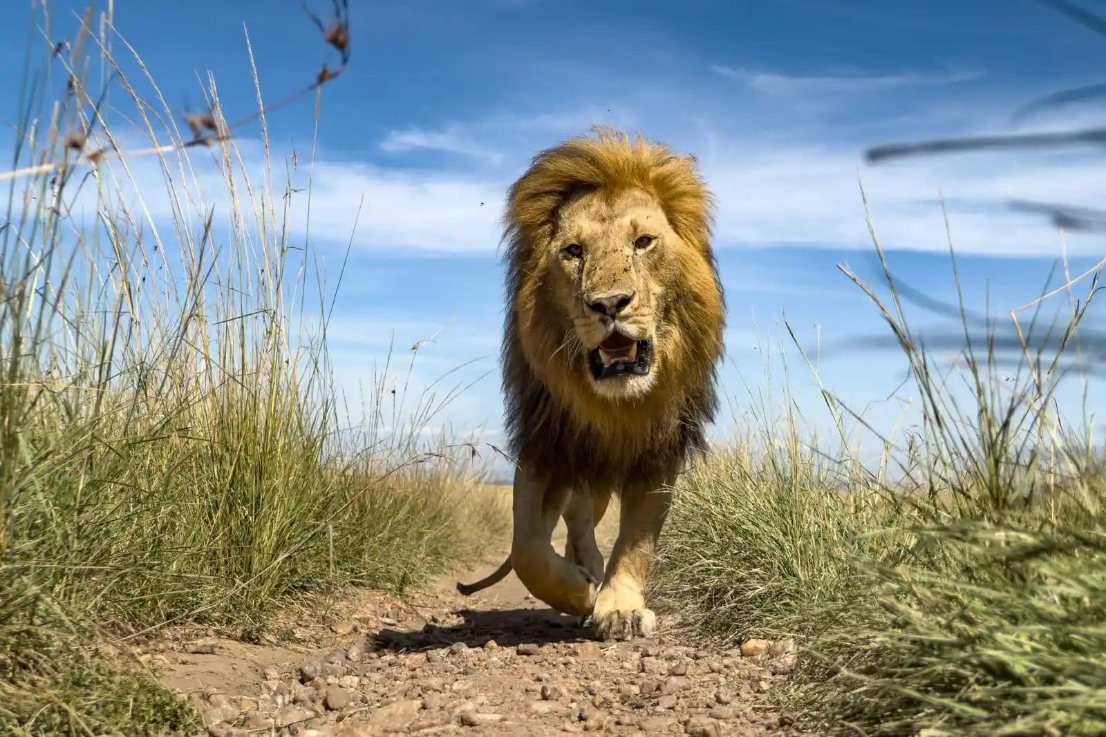 Male Lion walking towards the camera. Taken on safari at Porini Camps. Photo credit Siddharth Ramaswamy