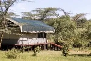 Porini Mara guest tent in the Ol Kinyei Conservancy surrounded by nature. Photo credit Zach Murphy