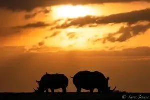 Two Rhinos at sunset in Ol Pejeta Conservancy in Kenya, Photo credit Sara Jenner
