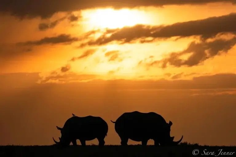 Two Rhinos at sunset in Ol Pejeta Conservancy in Kenya, Photo credit Sara Jenner