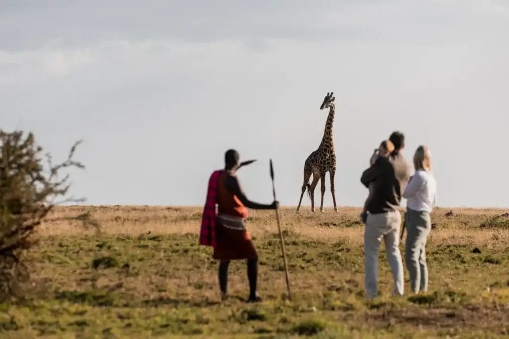 Maasai Guide and a couple observe a giraffe on foot during a walk at Hemingways Ol Seki Camp in Olare Motorogi Conservancy in Kenya.