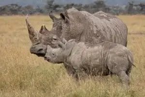 Adult & baby White Rhinos at Porini Rhino Camp in Ol Pejeta Conservancy Kenya. Photo credit Julie Roggow.