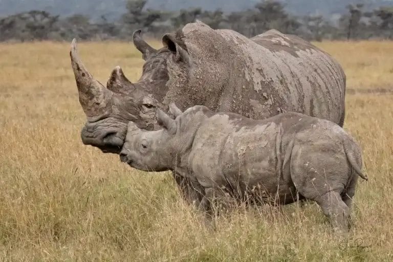 Adult & baby White Rhinos at Porini Rhino Camp in Ol Pejeta Conservancy Kenya. Photo credit Julie Roggow.