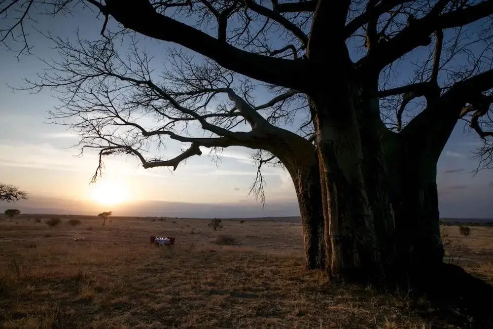 Ancient Baobab tree at Ilaroi in Tanzania