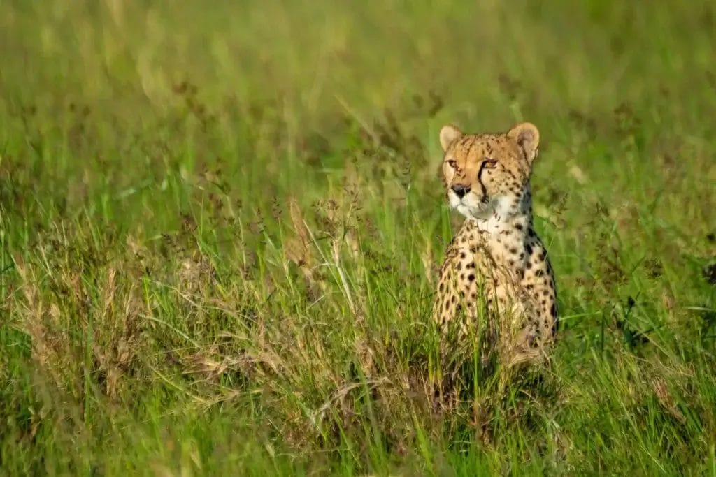 Cheetah in the grass, Ripoi Conservancy - photo credit Kristina
