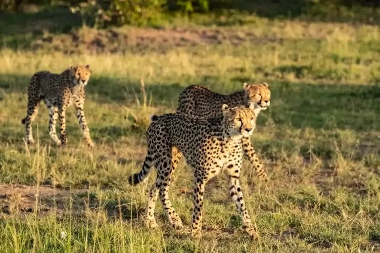 Three cheetahs walking in Ol Kinyei Conservancy - photo credit Tomas Rodriguez