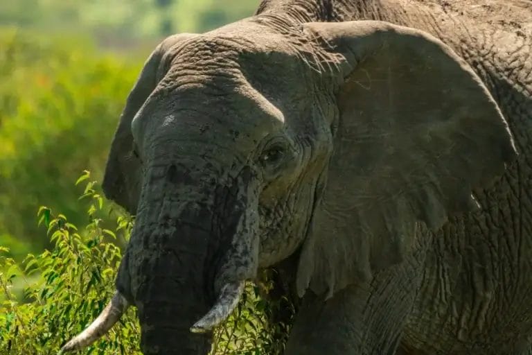 Elephant in the bush, Ripoi Conservancy - photo credit Kristina