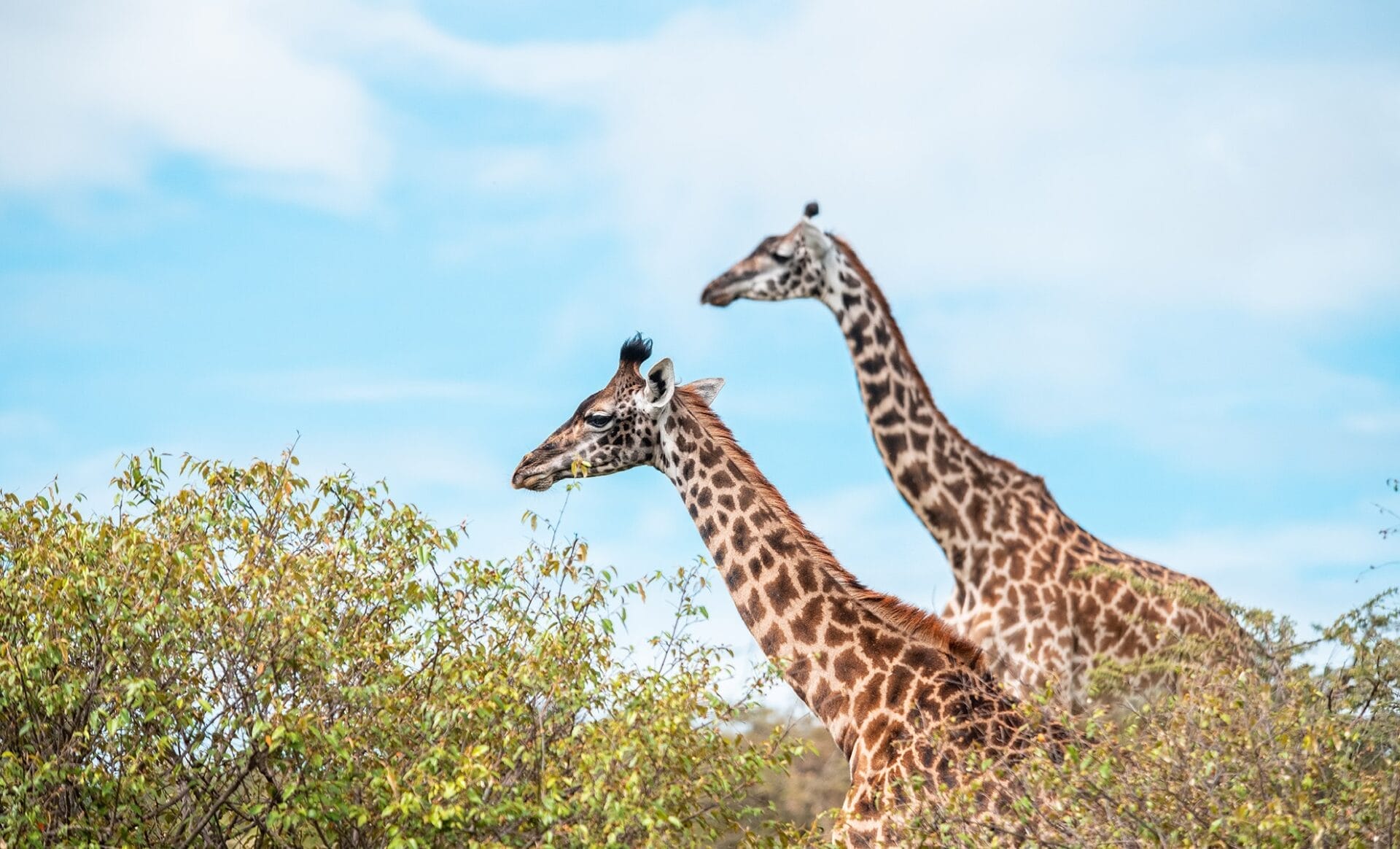 Two giraffe in the bushes - photo credit Quintero