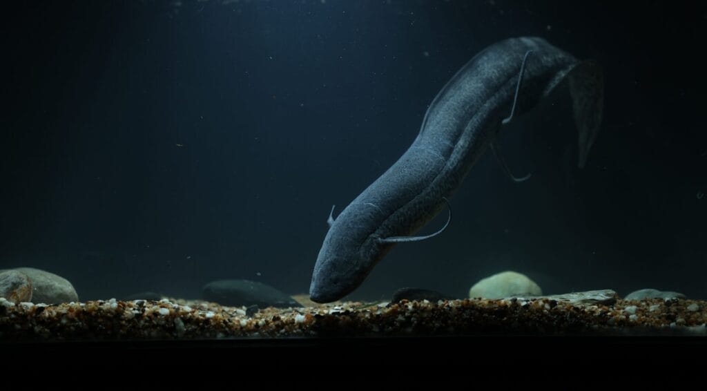 6 Marbled Lungfish - Muffadal Shamit | Gamewatchers Safaris