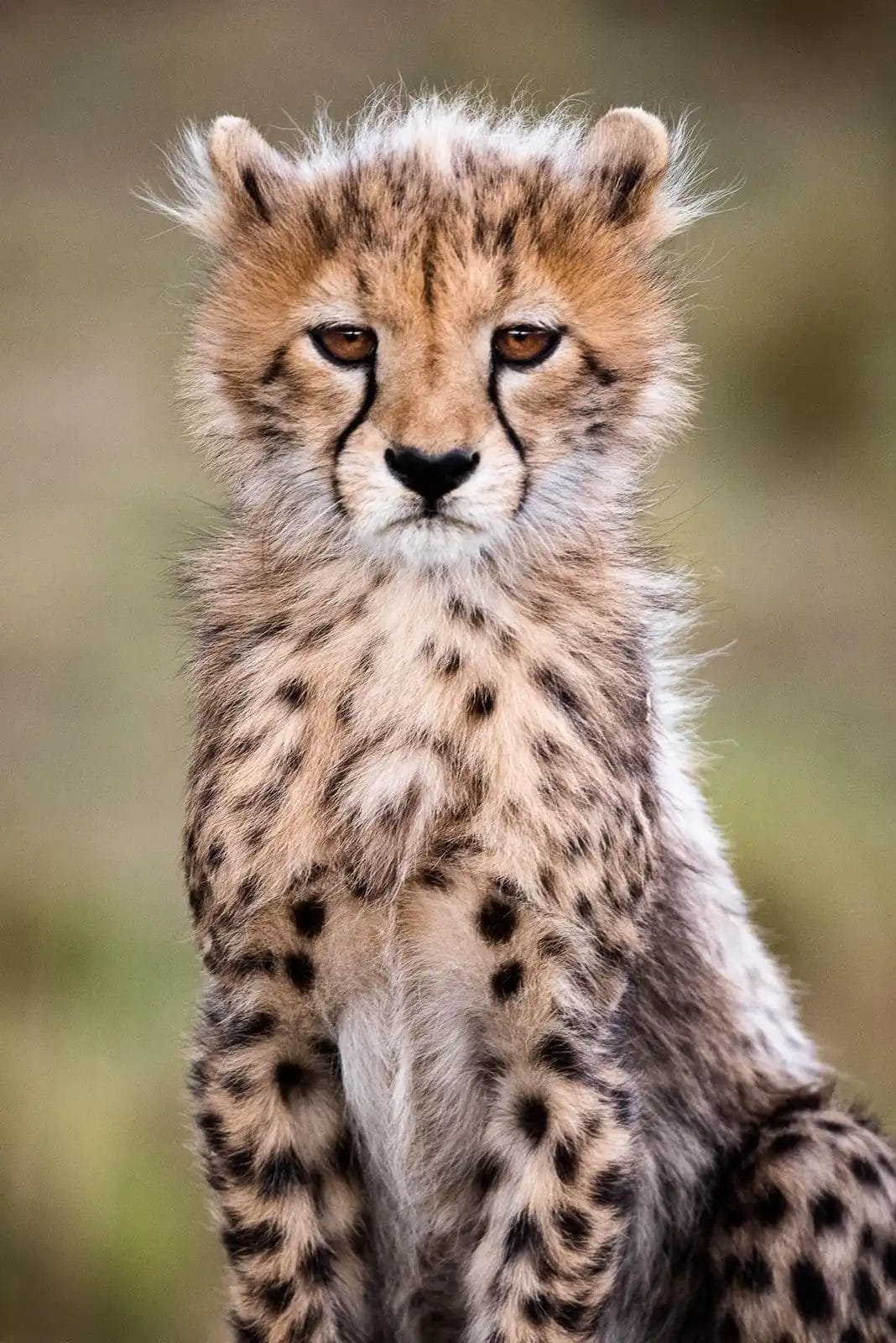 A cheetah cub in Kenya - photo credit Bradley Photo Safari