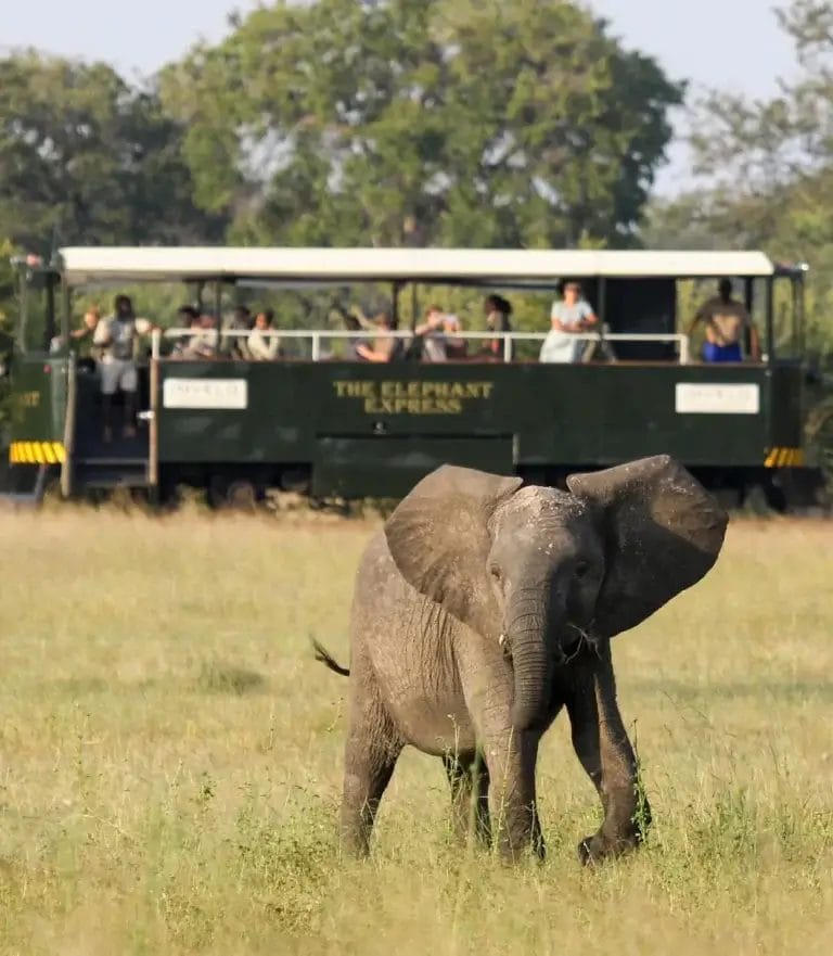 Elephant Express at Camelthorn Lodge, Hwange, Zimbabwe