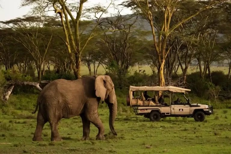 Elephant & safari vehicle in Ol Kinyei Conservancy Kenya I photo credit Wanderreds