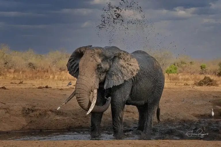 Elephant spraying mud in Selenkay Conservancy I photo credit Julie Roggow