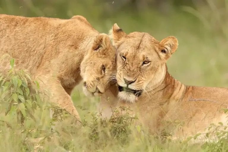 Female lions, in Ol Kinyei Conservancy in Kenya I Photo credit Ann Aveyard I @annaveyardwildlifephotography