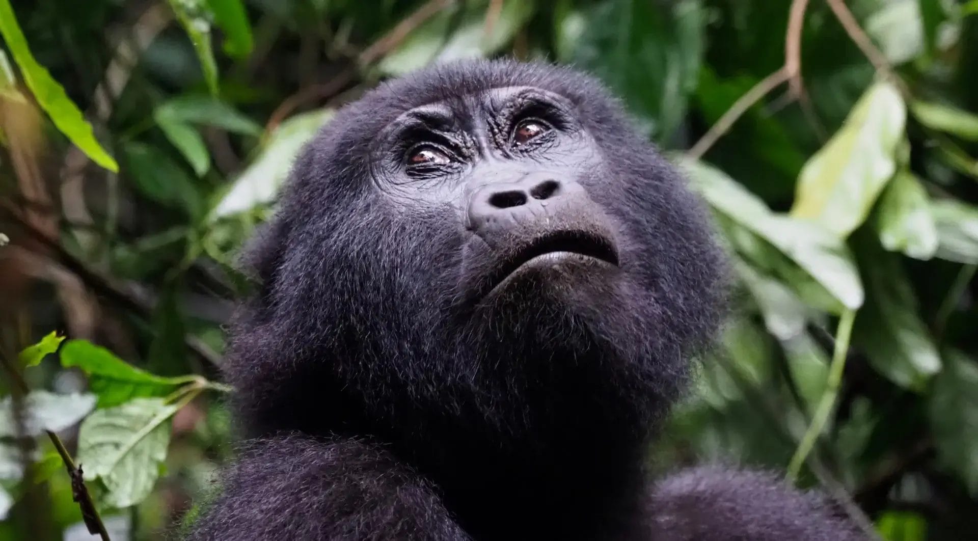 Mahogany Springs Lodge Uganda