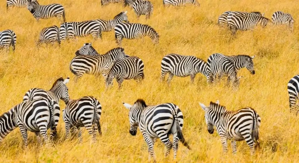 A herd of zebras in Kenya - photo credit Bradley Photo Safari