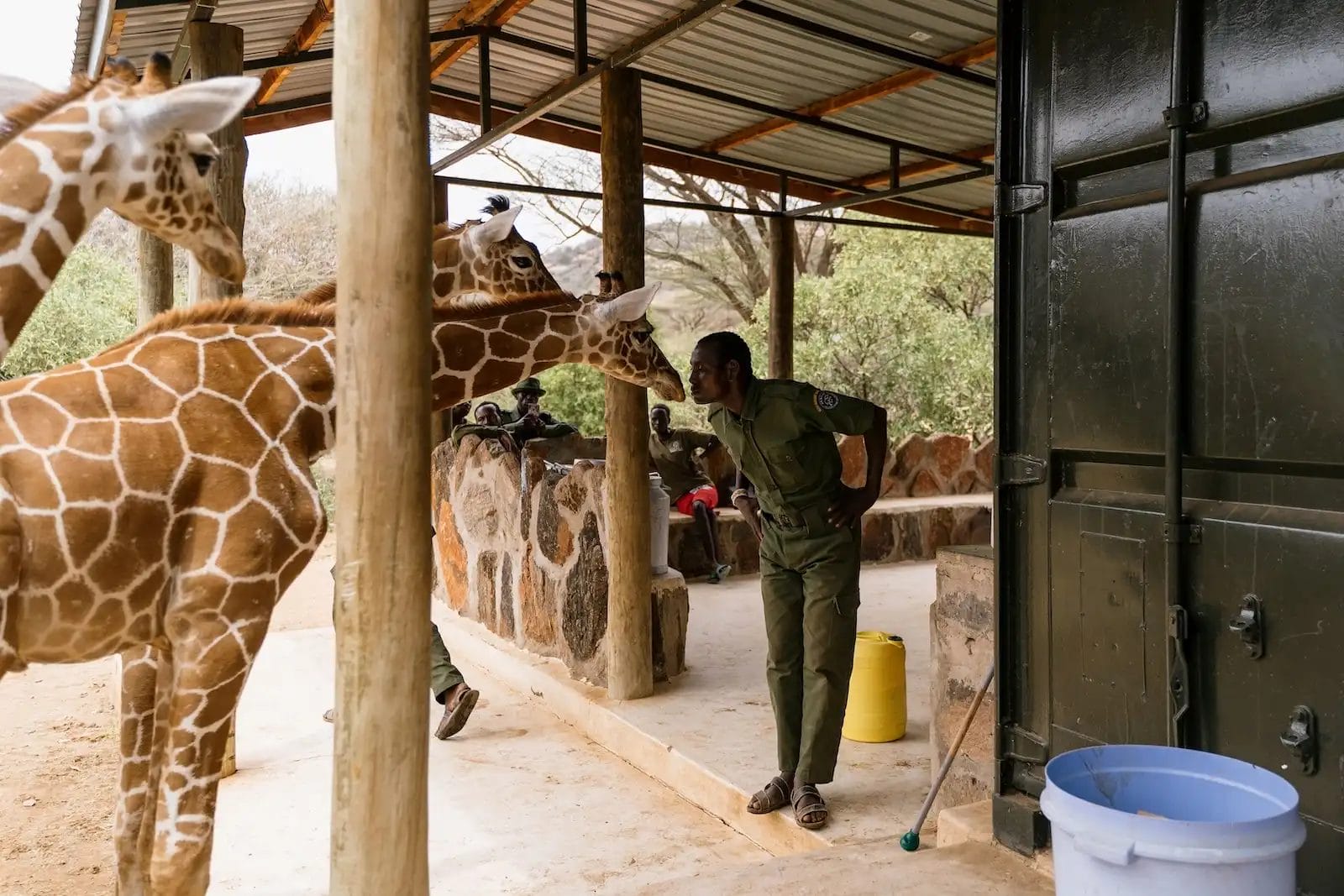 Giraffes asking keeper Lemerash for milk at Reteti House in Kenya - photo credit Simon Pocock.