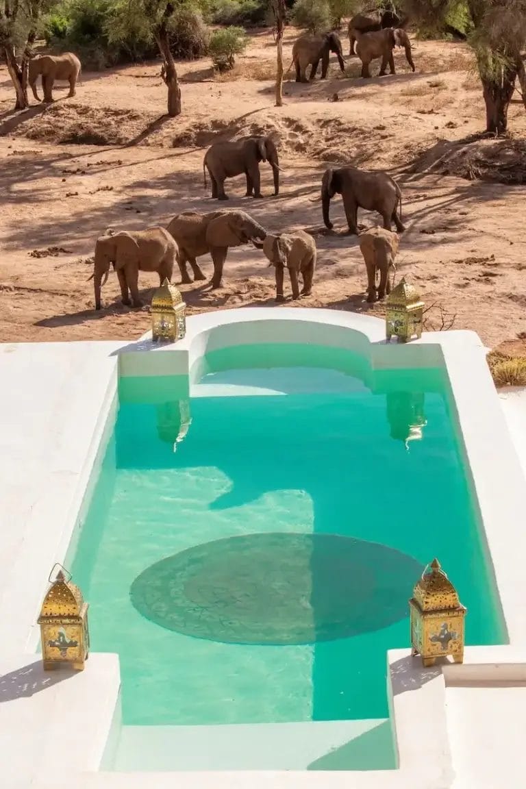 Group of elephants near the turquoise pool at Sassab Camp in Kenya.