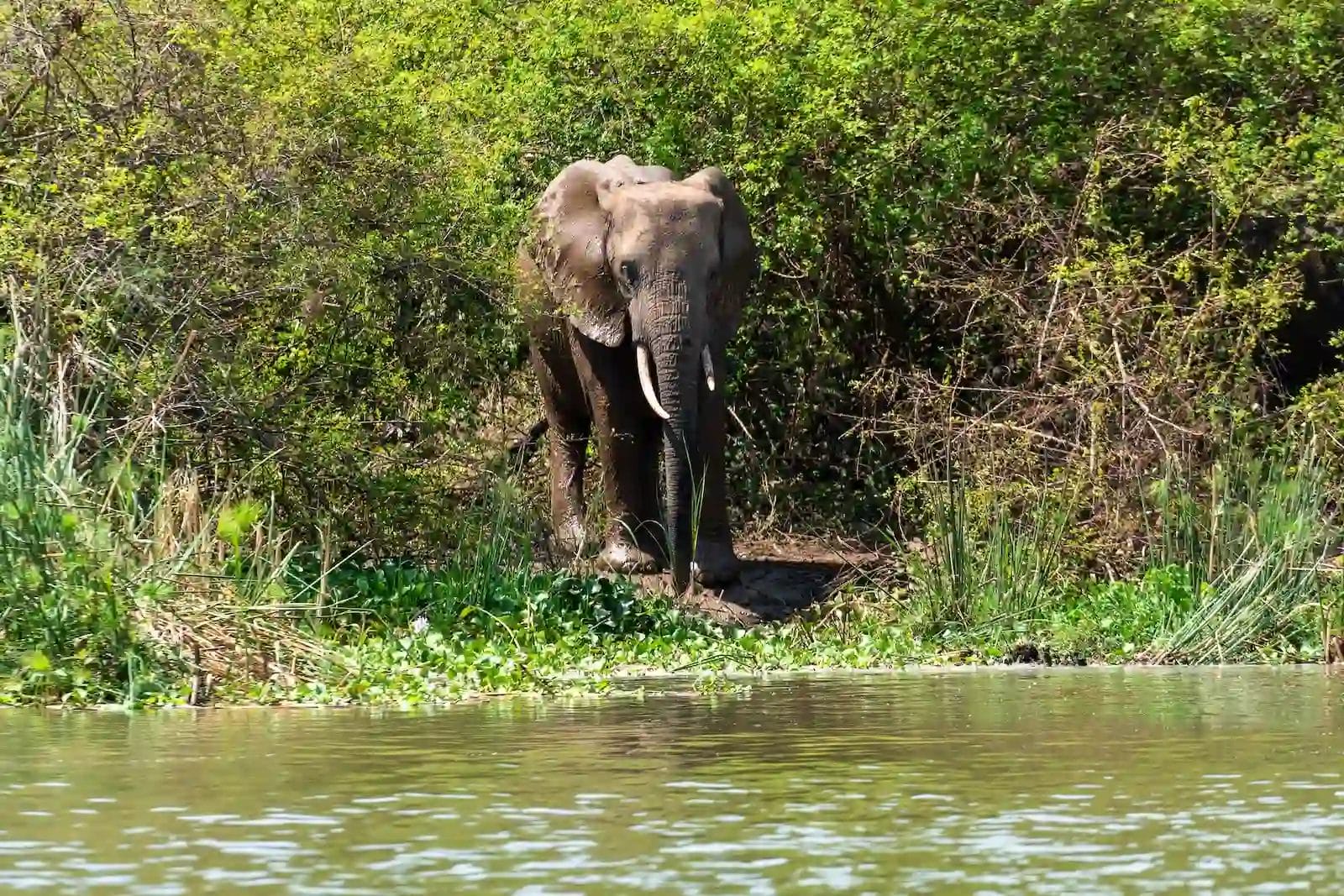An elephant standing at the edge of lake, surrounded by dense green vegetation and reeds, facing the camera with trunk hanging down at Honey Bear Bush Camp, Uganda.