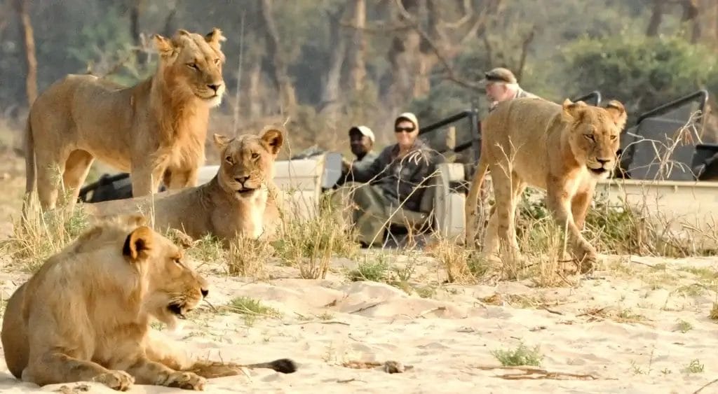 Lions resting on a sandy savannah with a safari vehicle and tourists visible in the background at Chiawa Camp Zambia.